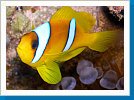 Red Sea anemonefish