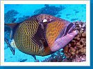 Titan triggerfish