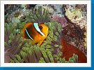 Red Sea anemonefish
