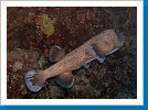 Porcupinefish