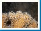 Soft coral