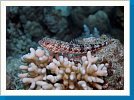 Variegated lizardfish