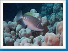 Arabian Picasso triggerfish