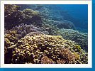 Coral garden