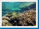 Coral garden