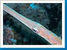 Cornetfish