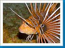 Clearfin lionfish