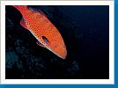 Red Sea coral grouper