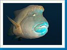 Napoleonfish