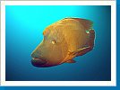 Napoleonfish