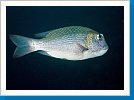 Bigeye emperor