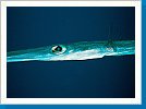 Cornetfish