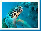 Green sea turtle