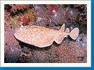Scalloped torpedo ray