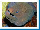 Giant moray