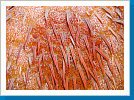 Crown-of-thorns starfish