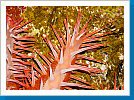 Crown-of-thorns starfish