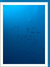 Dogtooth tuna