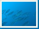 Dogtooth tuna