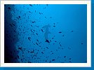 Scalloped hammerhead shark