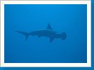 Scalloped hammerhead shark