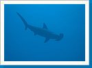 Scalloped hammerhead shark