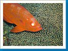 Common bigeye