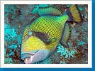 Titan triggerfish
