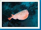 Scalloped torpedo ray