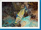 Arabian Picasso triggerfish