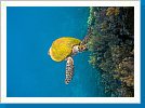Green sea turtle