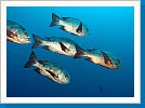 Black-and-white snapper