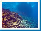 Reef