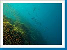 Reef