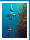 Black-and-white snapper