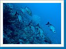 Black-and-white snapper