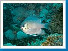 White-belly damsel