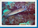 Cigar wrasse