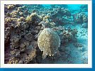 Green sea turtle