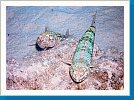 Variegated lizardfish