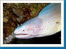 Peppered moray