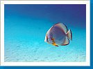 Circular batfish