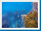 Corals