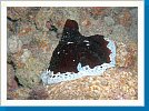 Large pleurobranch