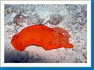 Spanish dancer