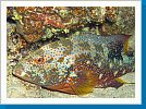 Moon grouper