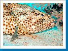 Greasy grouper