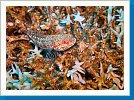 Variegated lizardfish
