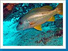 One-spot snapper