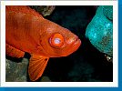 Common bigeye